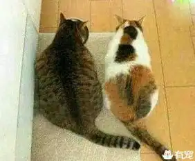  家里猫太胖,为了鼓励它减肥,带回来一只很瘦的喵