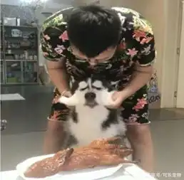  主人在桌上放了一只烤鸭,警告狗子不能吃,结果二哈忍不住了