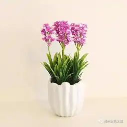  2018花卉园艺贺新春活动暨扶贫助农土特产展销会开始啦