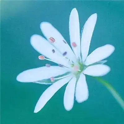 超漂亮花草的微信头像皇