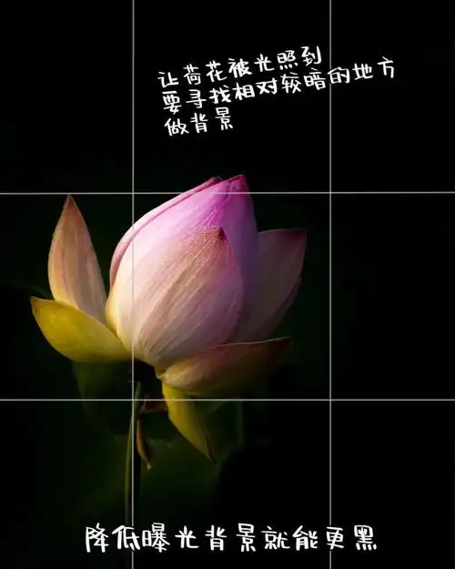微信头像背景暗黑荷花