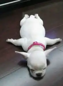  萌宠经典睡觉姿势,看看你这家的是不是也这样