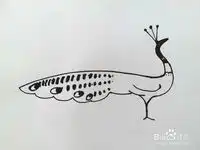  孔雀的简笔画法四