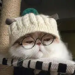 萌宠可爱猫咪头像魔法医