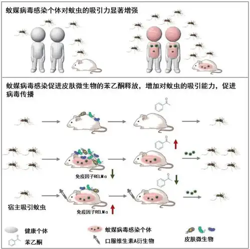 在蚊子眼里,你为什么格外美味