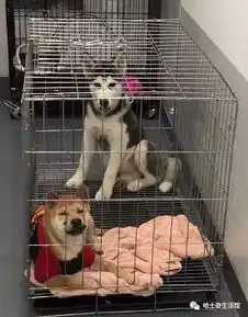  主人把柴犬跟哈士奇关在一起,以为它们会打闹,没想到.