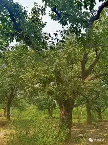  永清这种梨出名啦你吃过吗