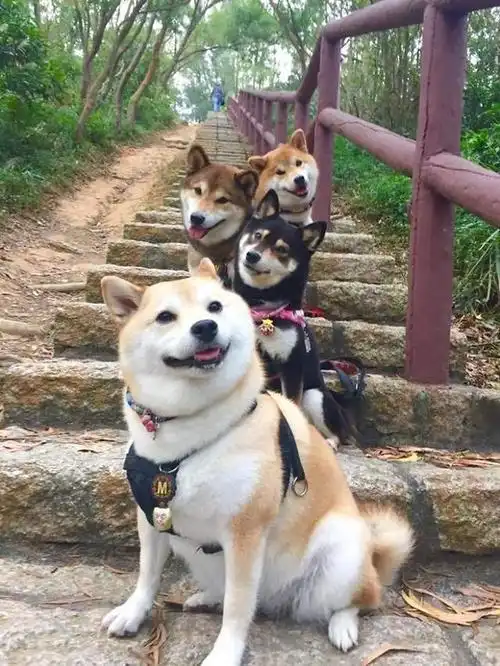  柴犬狗粮怎么泡,柴犬犬舍哪家好,柴犬哪里买好,柴犬多少钱一只,柴犬宠物课堂