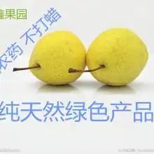  首页赵县精园果品有限责任公司主营雪花梨鸭梨雪花梨