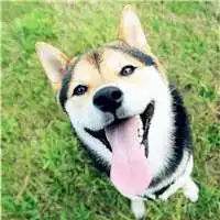  逗逼懵宠头像微信头像图片大全
