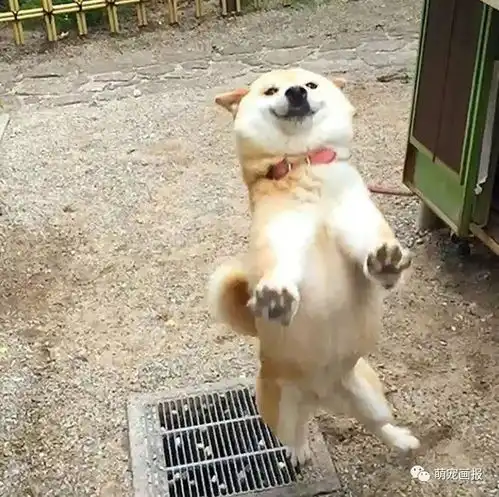 柴犬哈士奇头像图片kuu