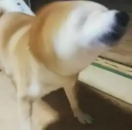  魔性的日本柴犬,彻底动摇了二哈的犬界地位