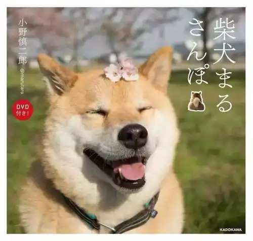  什么日本的第一表情帝是这只柴犬你服不服