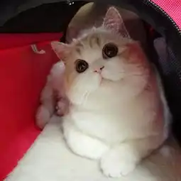  宠物宠物猫我的宠物萌萌哒萌猫萌宠视频小懒胖胖吉利的美拍