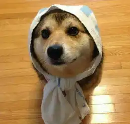 柴犬哈士奇头像图片两只