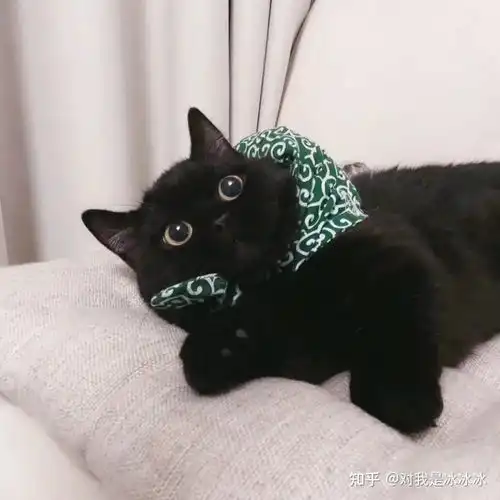  萌宠猫猫狗狗头像