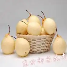  2019鸭梨价格行情批发多少钱鸭梨图片第45页黄页88水果批发网