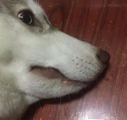  哈士奇生吞蜜蜂,可下一秒狗子就悲剧了,笑到胃疼