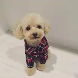  什么狗最聪明十大最聪明的狗排名
