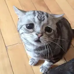 猫咪头像可爱萌宠灰色