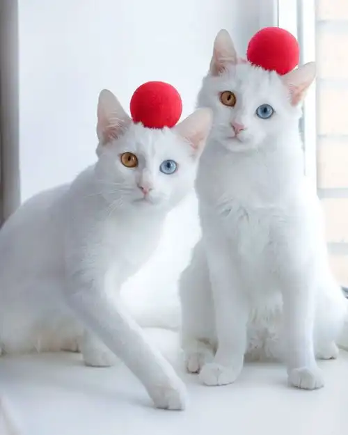  双胞胎猫咪患遗传疾病,眼睛颜色各不相同,绽放着魔幻般的色彩