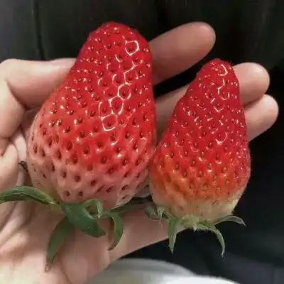  bmo草莓合集甜甜的草莓想吃风景静物头像我要个性网