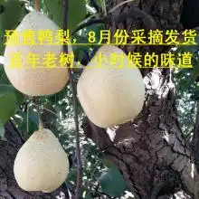  首页赵县精园果品有限责任公司主营雪花梨鸭梨雪花梨