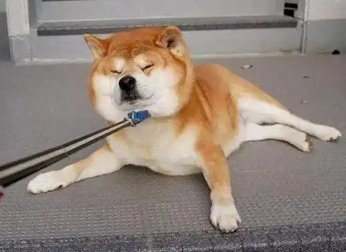  第一次带柴犬上朋友家,就和哈士奇看对眼了,死活都不愿意回家
