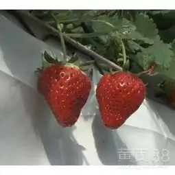  唐山草莓观光采摘-立体草莓种植槽-河北华耀-黄页88网