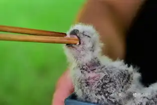  郑州的哥雨后救下4只猫头鹰雏鸟呆萌可爱