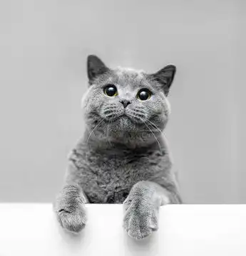 点击来源直接获取大图文件一只灰色顽皮的猫探出身来摄影搞笑猫猫高清大图