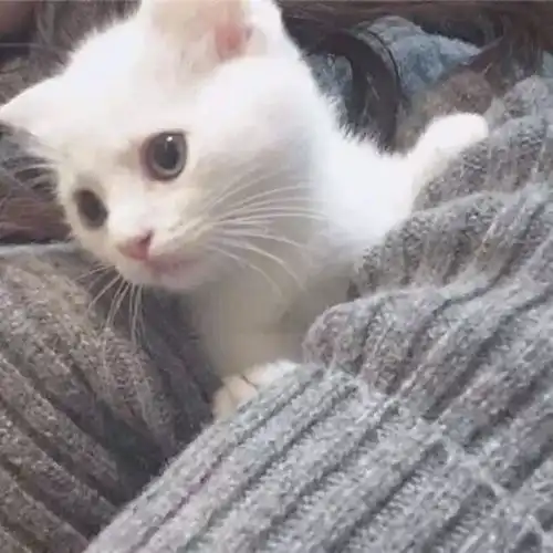 泡芙小姐和猫头像图片时