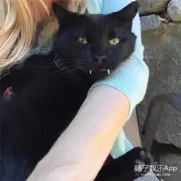  这是一只被吸血鬼附身的黑猫