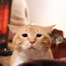  又肥又懒日本这只天然丧的大橘猫,总是满脸写着委屈