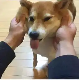 柴犬哈士奇头像图片日本
