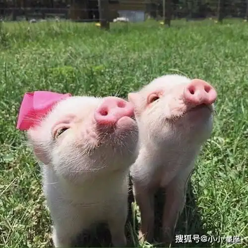  六月下旬,诸事顺利,事业高升,福运大开的四个生肖