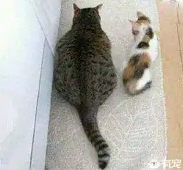 家里猫太胖,为了鼓励它减肥,带回来一只很瘦的喵