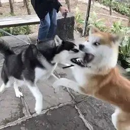  哈士奇一言不合跟秋田犬打了起来,结果这表情直接喷饭了...