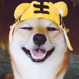  猫猫狗狗的有爱情侣头像