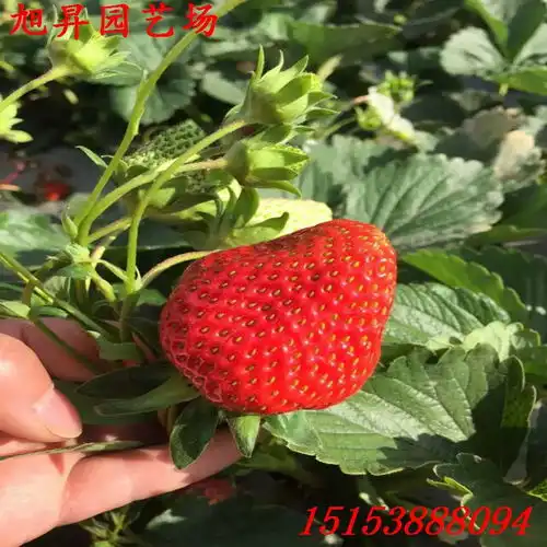  湖南省专业培育京留香草莓苗采购基地-黄页88网