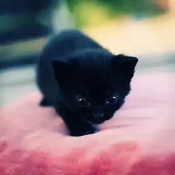 萌宠可爱猫咪头像黑猫