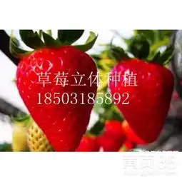  草莓立体种植-草莓采摘哪里好-草莓采摘一日游-草莓园-黄页88网