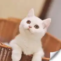  呆萌英短猫头像高清图片微信头像图片大全