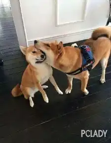  柴犬果然是地球上,最为接近哈士奇的一种生物