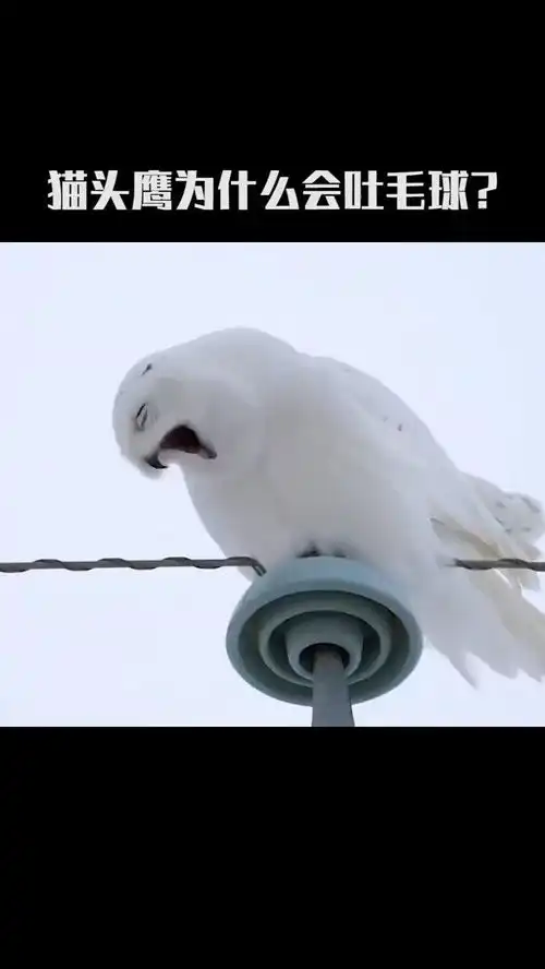  猫头鹰吐毛球竟是一种常态