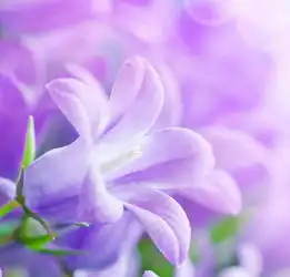 超漂亮花草的微信头像唯