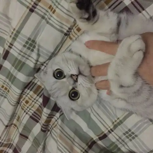  萌宠大赛猫咪形象代言招募第二弹赢取吸尘器养宠大礼包等大奖