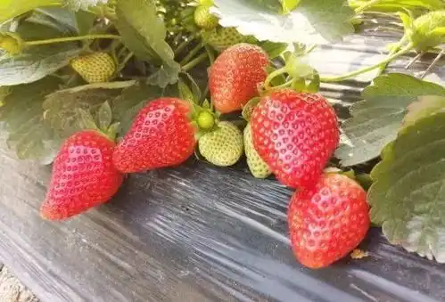  又到了草莓季广州最全摘草莓地图,周末约起