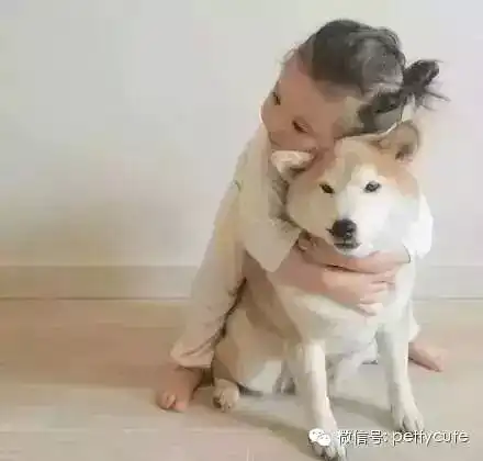 柴犬哈士奇头像图片小萝
