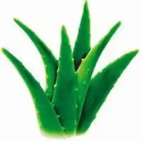  唯美好看芦荟微信头像微信头像图片大全